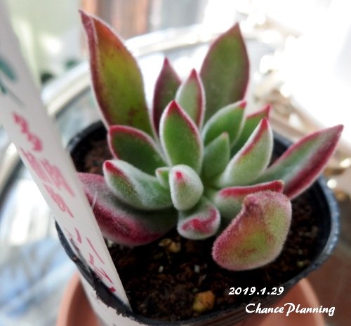 2019.1.31g11
