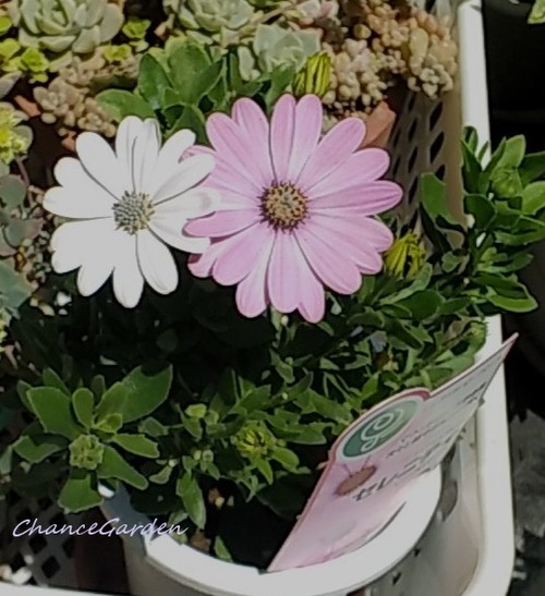 20260515DCG (6)