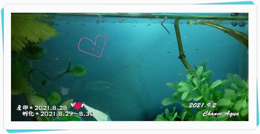 孵化して4日目のベタ稚魚たち チャンスアクア チャンスの輪 Byチャンス企画