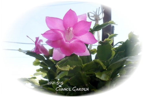 2021.5.15CG-dk