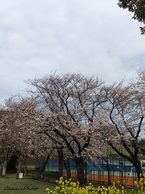 20260330-HYs (5)