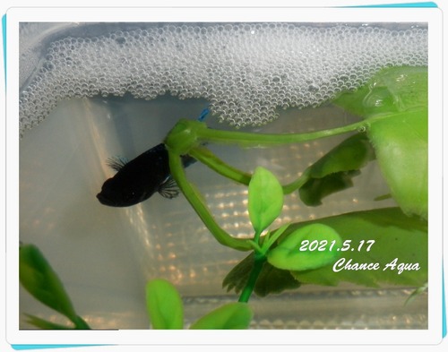 2021.5.17CA-Betta.S
