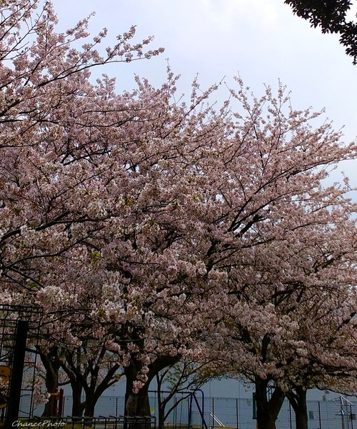 20260406DGS (4)