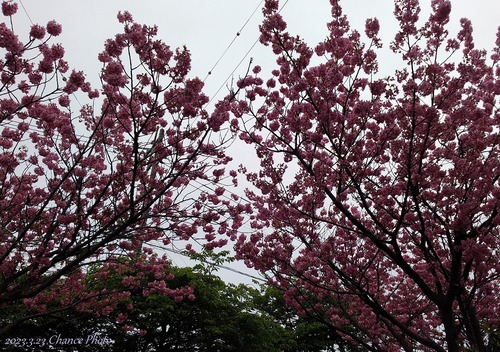 20230323-shisakura (1)