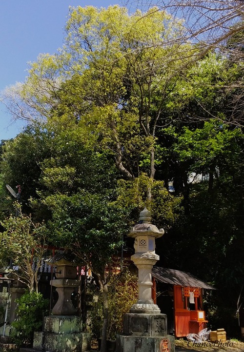 20240410-Kjt (4)