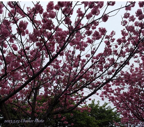 20230323-shisakura (5)