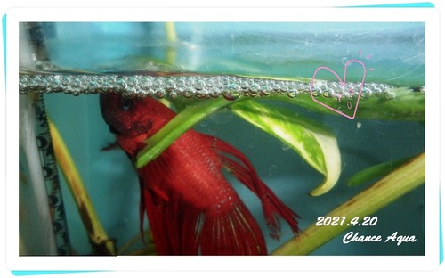 2021.4.20CA-bb1