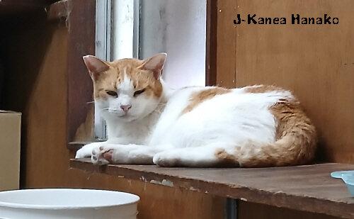 20260825kanea (1)