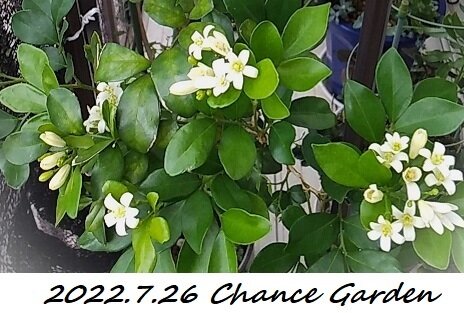 今年も シルクジャスミンの花 が咲いたよ チャンスガーデン チャンスの輪 Byチャンス企画