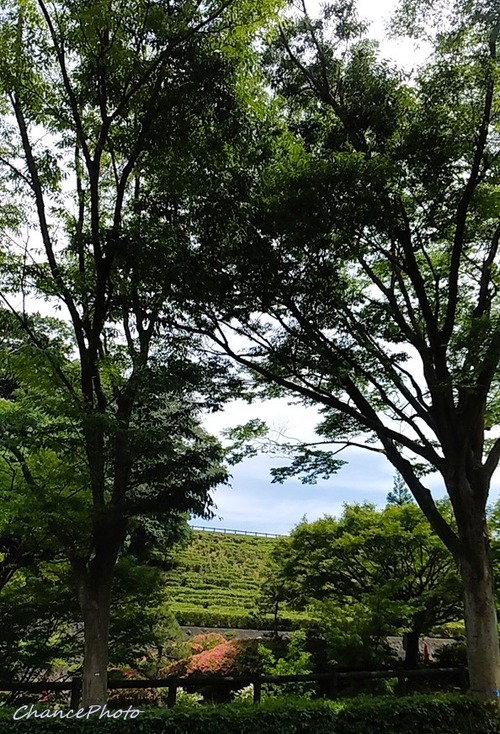 20260519-Ykb (3)