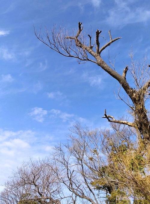20240209-fuji (2)