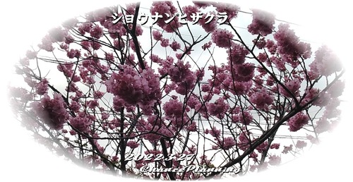 2022.3.27GS-Shisakura1