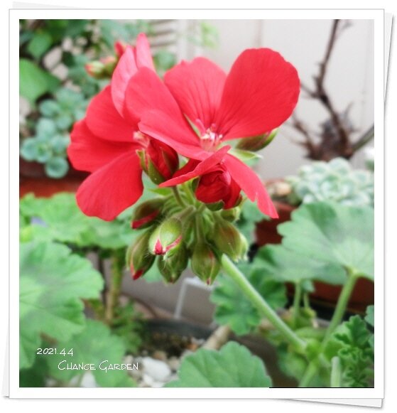 我が家の花たち ゼラニウム咲いてます チャンスの輪 Byチャンス企画