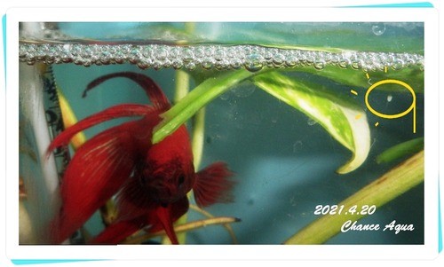 2021.4.20CA-bb2