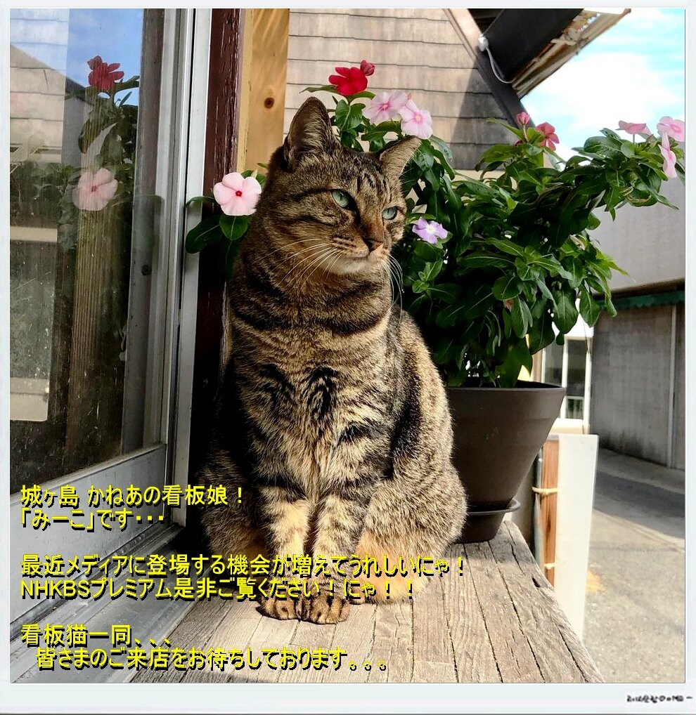 やさしい春色 シリーズです 日曜日の猫さん 贅沢 日曜日の猫さん