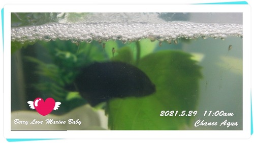 2021.5.29CA-BerryB11