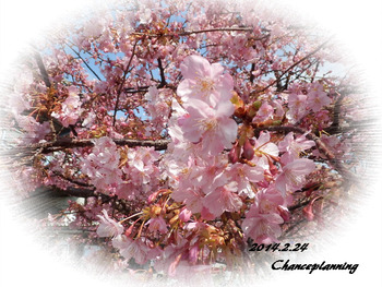 24 sakura3