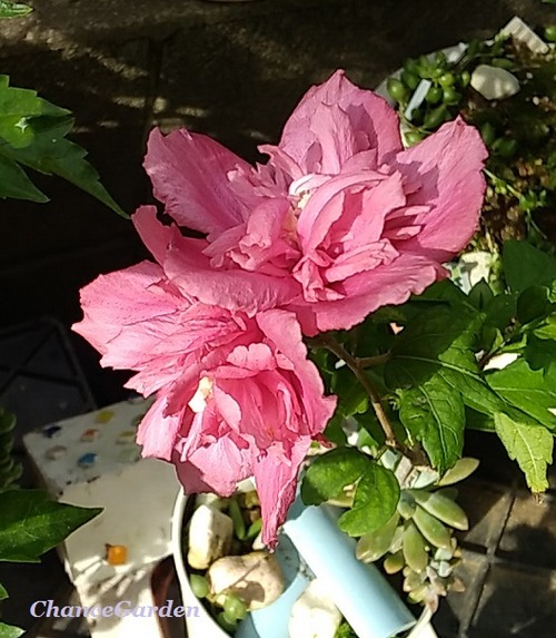 20260803DCG (1)