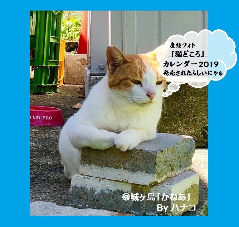 猫どころ」カレンダー2019発売＠産経フォト : ∞ チャンスの輪 ∞ By 
