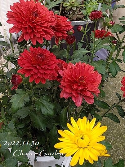 20221130CG (6)