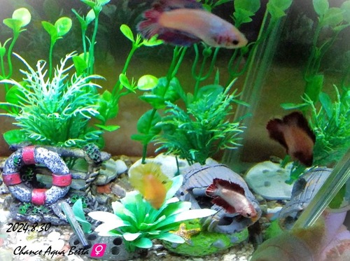 20240830CA-Betta