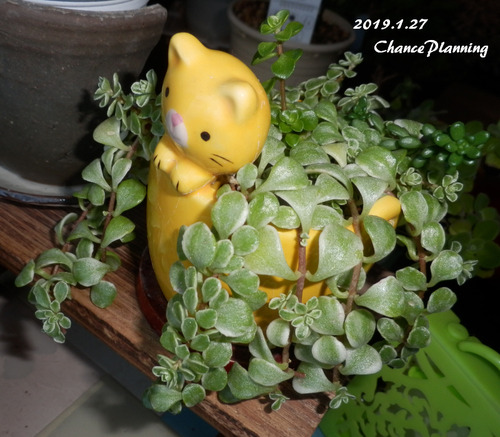 2019.1.27g