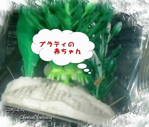 2019.4.14Nt2