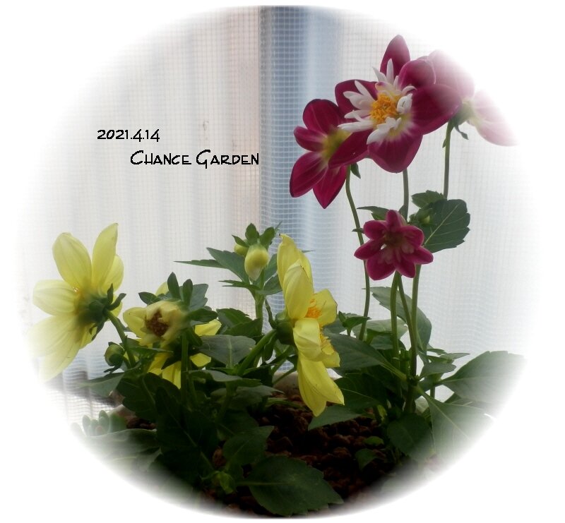 我が家の花たち ダリアの白が咲きました チャンスの輪 Byチャンス企画 我が家の花たち ダリアの白が咲きました チャンスの輪 Byチャンス企画
