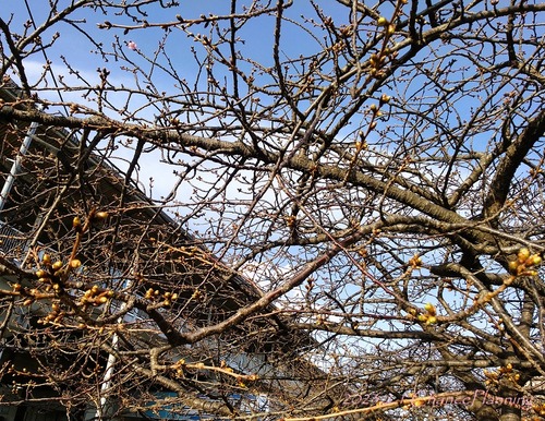 20230201Msakura (3)