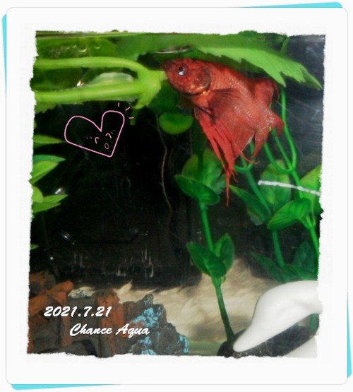 2021.7.21CA-Betta6b