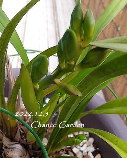 20221203CG (1)