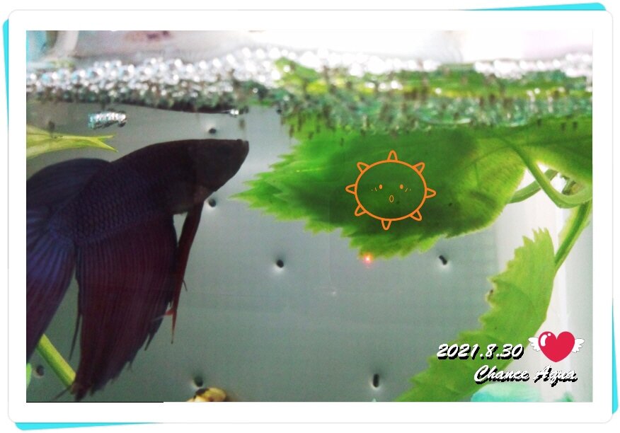 孵化して4日目のベタ稚魚たち チャンスアクア チャンスの輪 Byチャンス企画