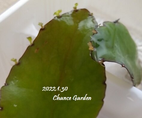 2022.1 (11)
