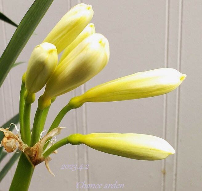 君子蘭（クンシラン）」のつぼみ発見！！＠チャンスガーデン