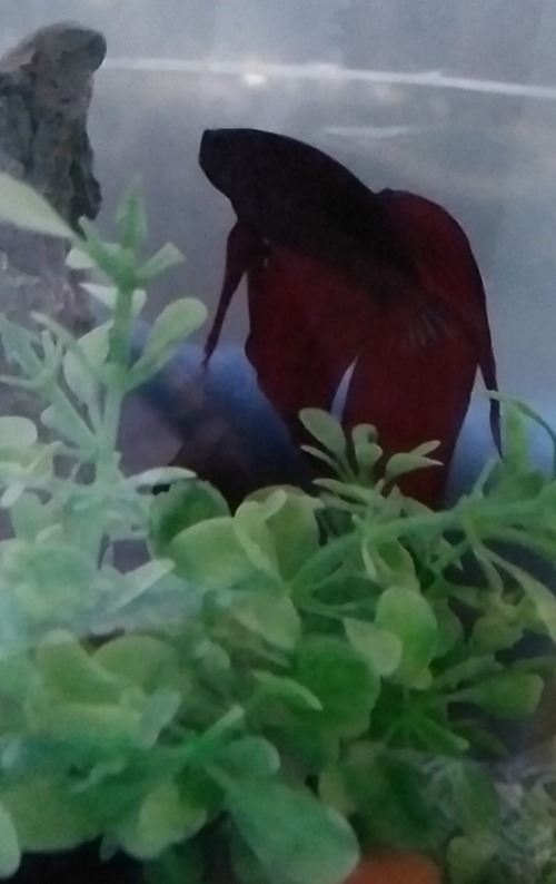 20230814CA-Betta (1)