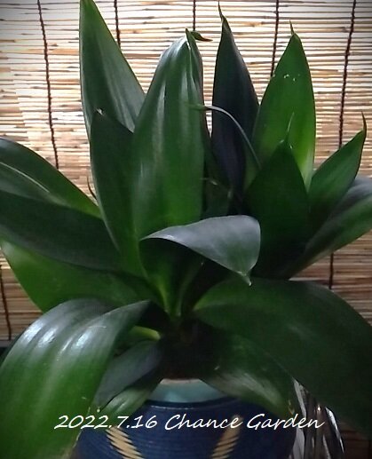 我が家の観葉植物 サンセベリア編 雨の日チャンスガーデン チャンスの輪 Byチャンス企画 我が家の観葉植物 サンセベリア編 雨の日チャンスガーデン チャンスの輪 Byチャンス企画