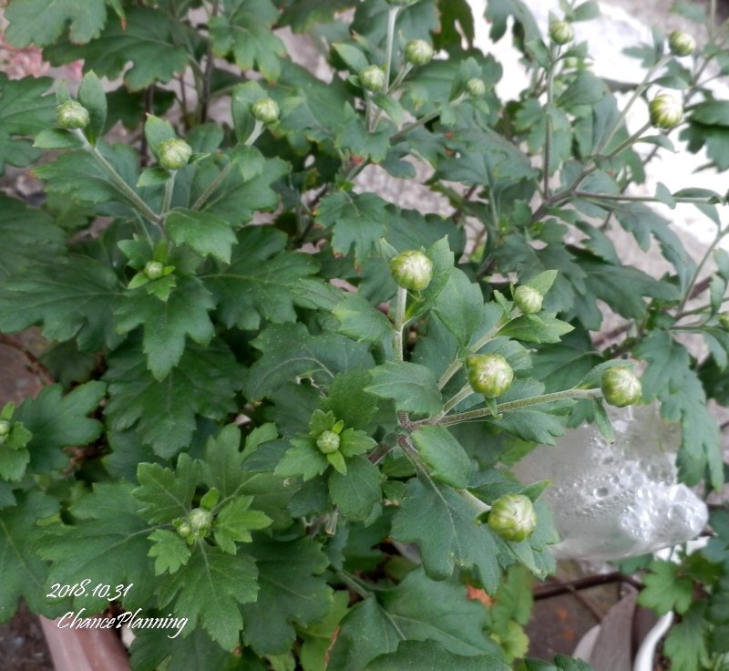 我が家の花たち 10月の終わり つぼみ編 チャンスの輪 Byチャンス企画