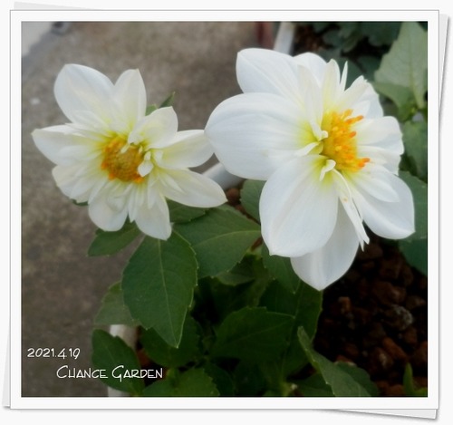 我が家の花たち ダリアの白が咲きました チャンスの輪 Byチャンス企画 我が家の花たち ダリアの白が咲きました チャンスの輪 Byチャンス企画