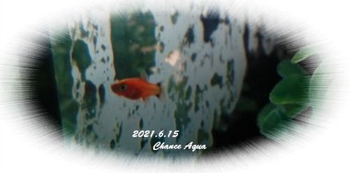 2021.6.15CA-Pra