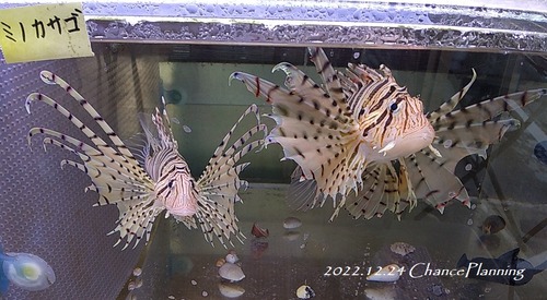 20221224jkanea (7)