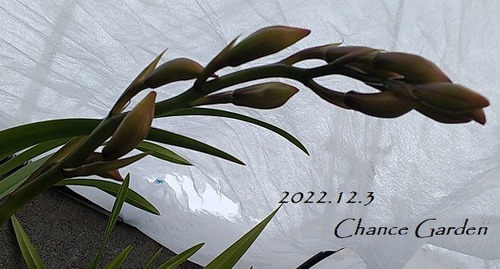 20221203CG (6)