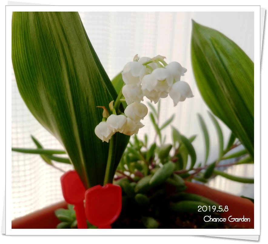 スズラン 平鉢植え Www Hermosa Co Jp