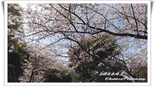 2022.4.2Sakura (22)