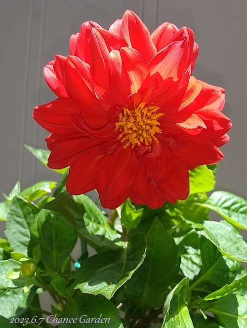 20230607CG (1)