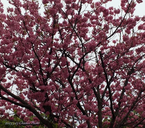 20230323-shisakura (3)