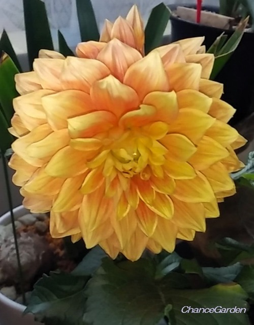 20260628DCG (1)