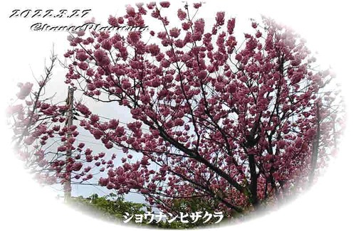 2022.3.27GS-Shisakura2