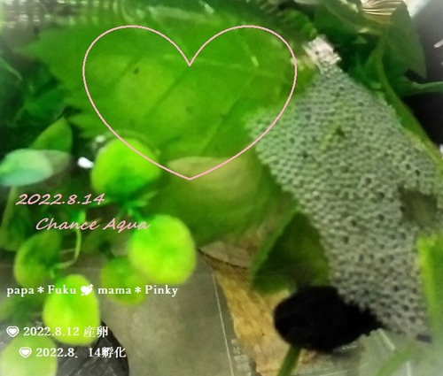 220814Baby3days (2)
