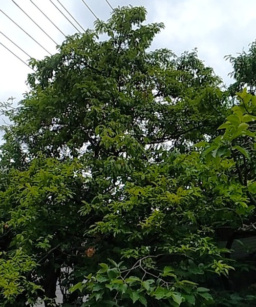 20260602DGS (3)