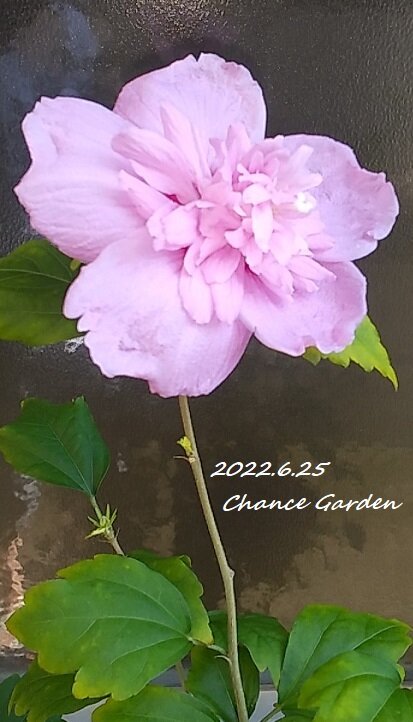 22625 (2)